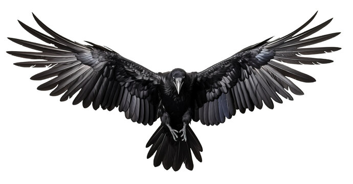 set of raven crow birds with spread wings