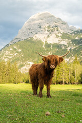 Highland cow in  Auronzo mountain Dolomites, Italy - 620589273