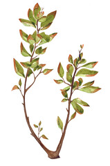 Home Plants PNG Watercolor Illustrations