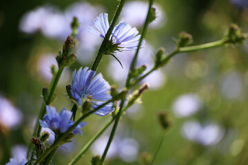 Blue chicory flowers in sunlight on a meadow, healing plant in summer