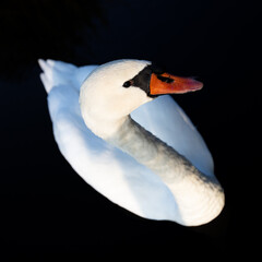 White swan swimming on