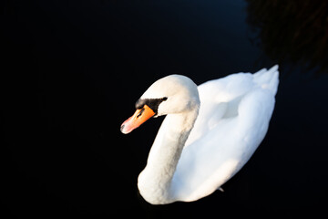 Obraz premium White swan swimming on