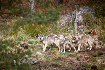 Naklejka na ściany i meble Pack of Wild Timber or Grey wolves (Canis lupus) in the forest.