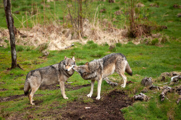 Obraz premium Two Wild Timber or Grey wolves (Canis lupus) in the forest. Demonstration of a subordinate position in a pack of one of the animals