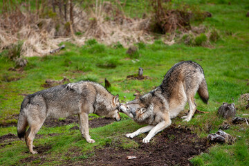 Two Wild Timber or Grey wolves  (Canis lupus) in the forest. Demonstration of a subordinate position in a pack of one of the animals