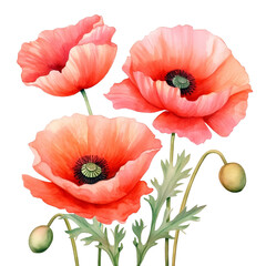 Water color pastel poppy png clip art no background