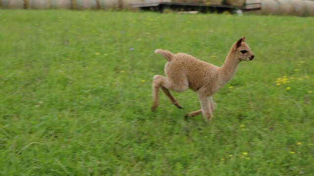 Baby alpaca running