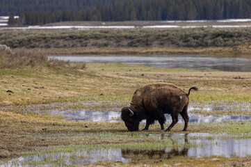 Bison in Springtime in Yellowstone National Park