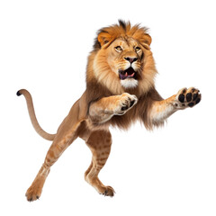 Obraz premium lion isolated on transparent background cutout