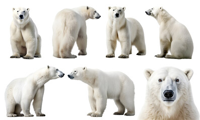 Polar bear, many angles and view portrait side back head shot isolated on transparent background cutout, PNG file