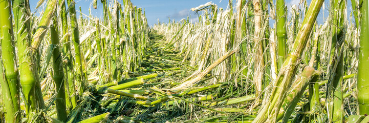 heavy storm and hail destroyed agricultural field