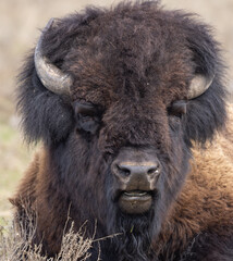 Bison in Springtime in Yellowstone National Park