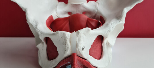 Diagnosis of diseases of human hip joint