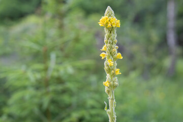 Stem of common mullein (Verbascum thapsus) with blooming bright yellow flowers. Selective focus.