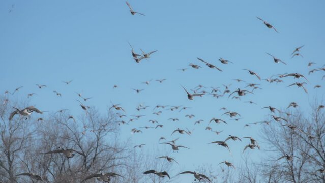 Flock of birds flying in the park in winter. Slow motion. 