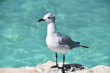 Side Profile of a Laughing Gull in Aruba