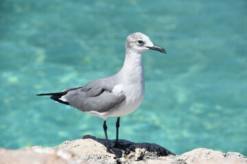 Gull with Gray and White Feathers in Tropics