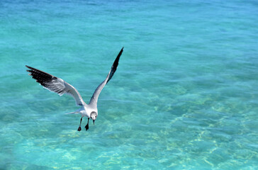 Fototapeta na wymiar Laughing Gull with Wings Extended in Flight