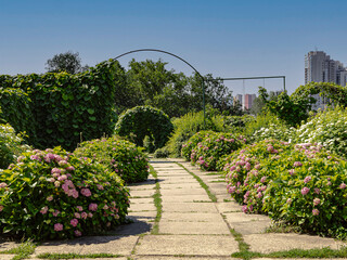A lawn with bushes of pink hydrangea flowers against the background of a cityscape. Gardening and green spaces