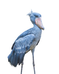 Adult African shoebill stork  - Balaeniceps rex - vertical portrait of stork standing looking forward, isolated on white background.  Great feather detail © Chase D’Animulls
