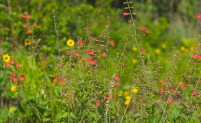 scarlet salvia, blood sage, scarlet sage, Texas sage, or tropical sage - Salvia coccinea - is a...