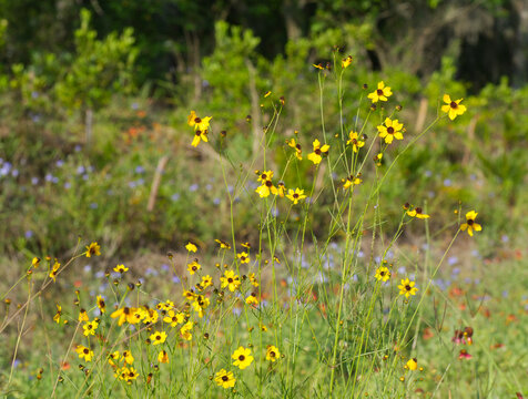 Leavenworth tickseed - Coreopsis leavenworthii - Florida State wild flower, tickseed, bright yellow petals common on roadsides