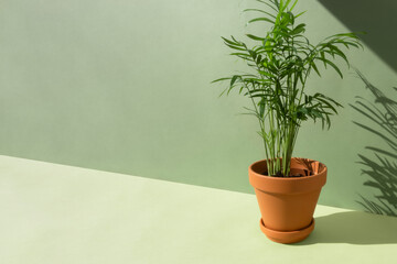 Home plant hamedorea or Areca palm in a clay brown pot on a green background. The concept of...