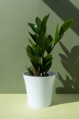 Home plant zamioculcas in a white flower pot on a green background. The concept of minimalism. Houseplants in a modern interior.