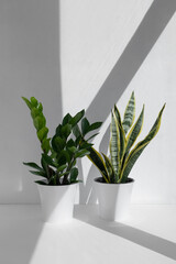 Home plants zamioculcas and sansevieria trifa in flower pots on a white background. The concept of minimalism. Houseplants in a modern interior.