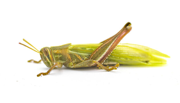 Young American bird grasshopper - Schistocerca Americana - fresh molt  showing soft lime green color wings after it sheds its outgrown exoskeleton