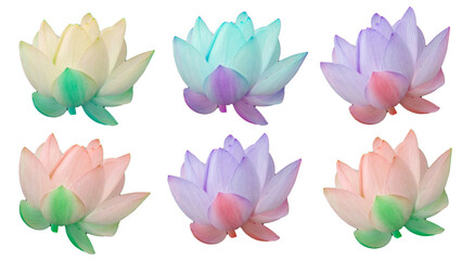 蓮の花Lotusいろいろの色