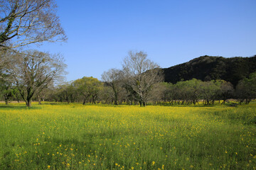高知県四万十市　四万十川菜の花の森