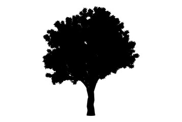 Botanic tree silhouette artwork biology wood shape design