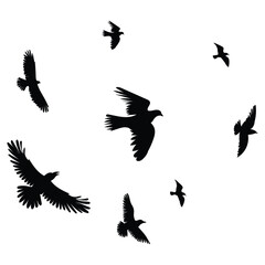 flock of birds