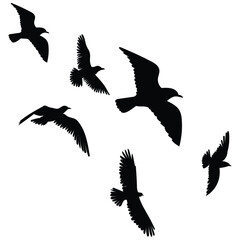 flock of birds