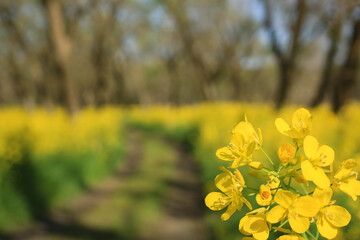 高知県四万十市　四万十川菜の花の森