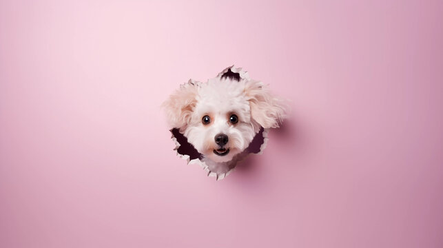 Poodle Dog Looks Through Hole They Have Made In Pink Wall