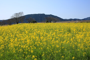 Fototapeta premium 高知県四万十市 四万十川菜の花の森