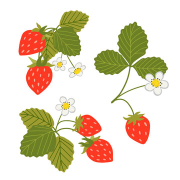 Strawberry vector illustration. Sweet red berries, white flowers, leaves isolated on white background. Hand drawn cartoon wild woodland strawberry set. Summer fruits with vitamins, healthy diet food
