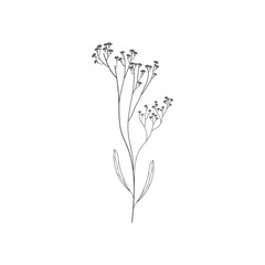 Wildflower line art. Vector illustration.