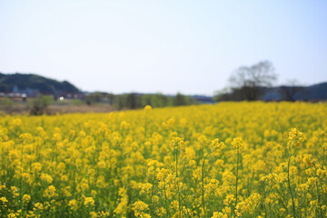 高知県四万十市　四万十川菜の花の森