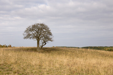 Fototapeta premium Lonely tree in a field on a small hill, autumn colors