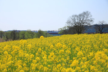 高知県四万十市　四万十川菜の花の森