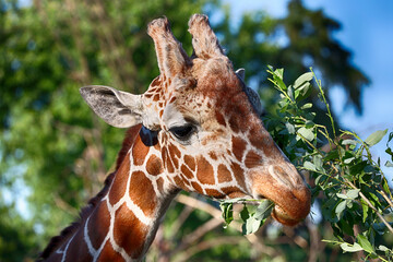 Żyrafa afrykańska zjada zielone liście z gałęzi drzewa.