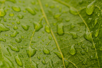 Tobacco plantation with lush green leaves with raindrops. Super macro close-up of fresh tobacco leaves. Soft selective focus. Artificially created grain for the picture