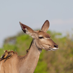 Portrait of a Kudu (African Antelope) with a Red-billed oxpecker (Buphagus erythrorynchus) on its back in Chobe National Park, Botswana