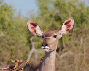 Portrait of a Kudu (African Antelope) with a Red-billed oxpecker (Buphagus erythrorynchus) on its back in Chobe National Park, Botswana
