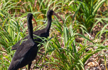 Photograph of a Bare-faced ibis.	