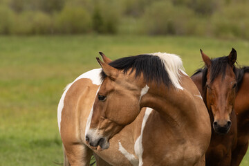 Obraz premium Horse Head portrait 