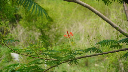 Nature, Clouds, Trees, Flowers